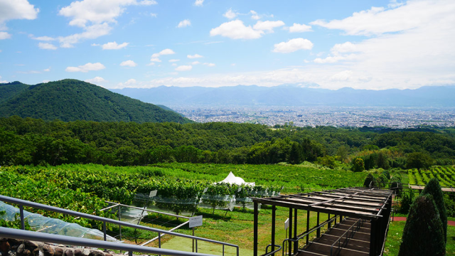Wine Bazaar