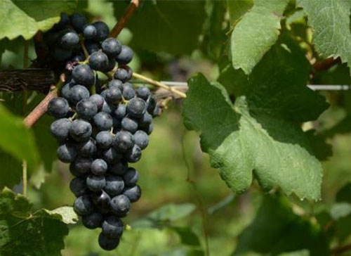 Wine Bazaar