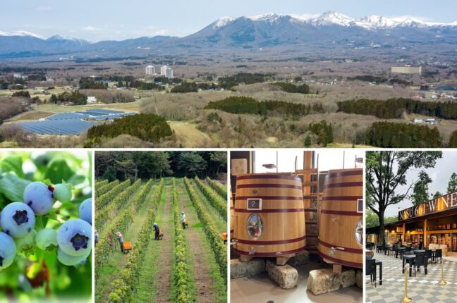Nasu 661 WINE HILLS「ワイン＝ブドウ」を超えて 那須御用邸の麓、ブルーベリーと里山の丘