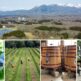 Nasu 661 WINE HILLS「ワイン＝ブドウ」を超えて 那須御用邸の麓、ブルーベリーと里山の丘